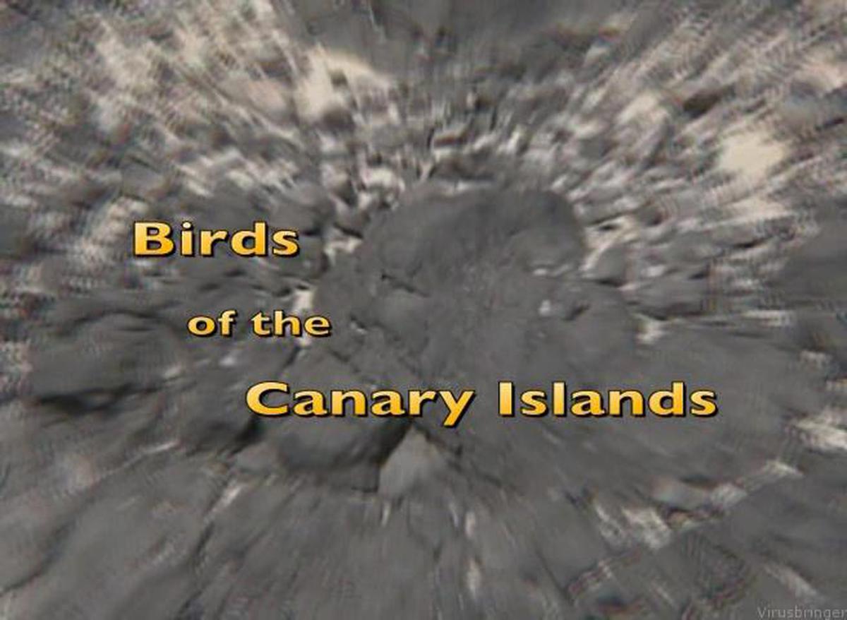 कैनरी द्वीप समूह के पक्षी